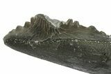 Bizarre Shark (Edestus) Jaw Section with Tooth - Carboniferous #269675-3